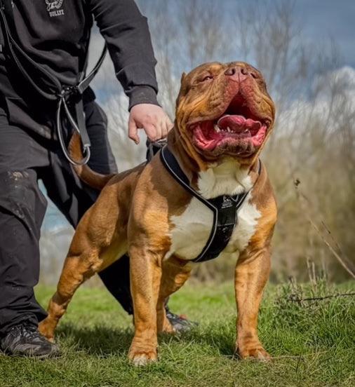 Pevný postroj BESTIA Dog Sport GripPro