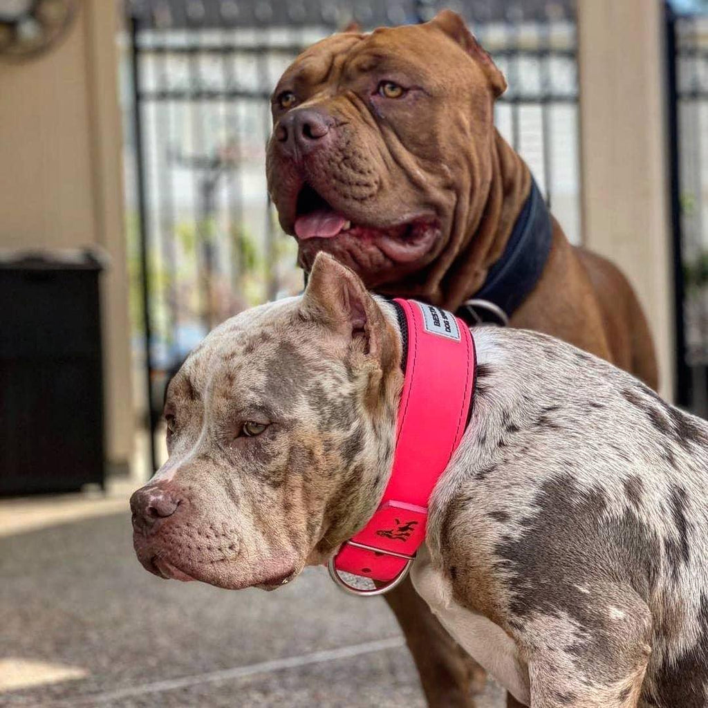 Výcvikový obojek BESTIA Dog Sport – neonově růžový