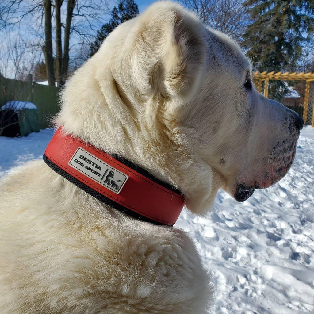 Výcvikový obojek BESTIA Dog Sport – červený