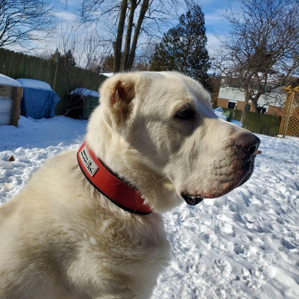 Výcvikový obojek BESTIA Dog Sport – červený